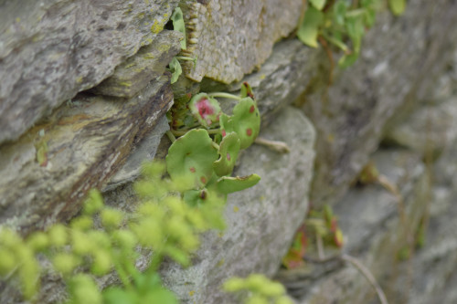_DSC0604.jpg