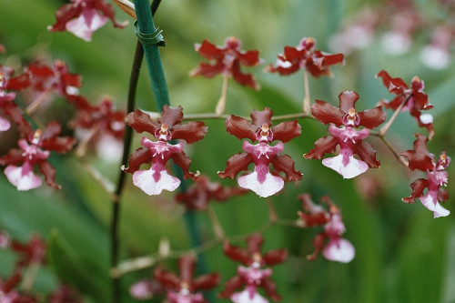 1024px A and B Larsen orchids Oncidium Sharry Baby 1063 21