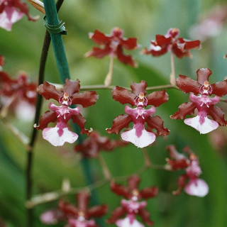 1024px-A_and_B_Larsen_orchids_-_Oncidium_Sharry_Baby_1063-21