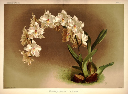 1280px Frederick Sander Reichenbachia I plate 01 (1888) Odontoglossum crispum