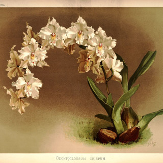 1280px-Frederick_Sander_-_Reichenbachia_I_plate_01_1888_-_Odontoglossum_crispum
