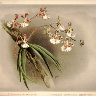 1280px-Frederick_Sander_-_Reichenbachia_I_plate_21_1888_-_Oncidium_jonesianum