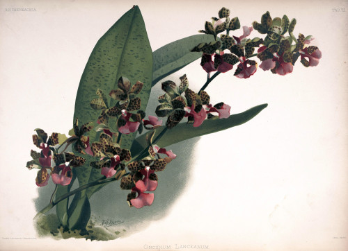 2560px Frederick Sander Reichenbachia II plate 73 (1890) Oncidium lanceanum