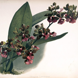 2560px-Frederick_Sander_-_Reichenbachia_II_plate_73_1890_-_Oncidium_lanceanum