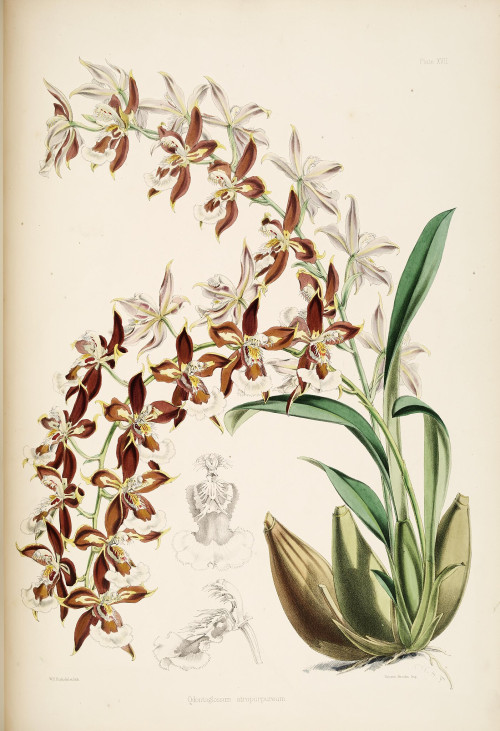 A monograph of Odontoglossum by James Bateman (Plate XVII) BHL270209