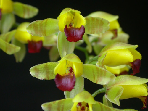Baptistonia echinata