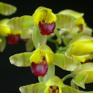 Baptistonia_echinata