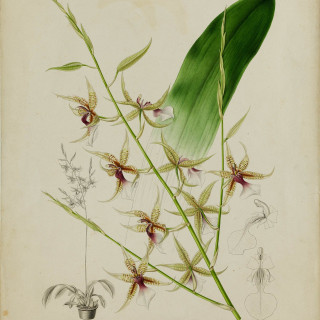 Edouard_Maubert_006