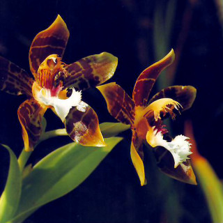 Flor_Mendioncella_jorisiana_orchideaceae