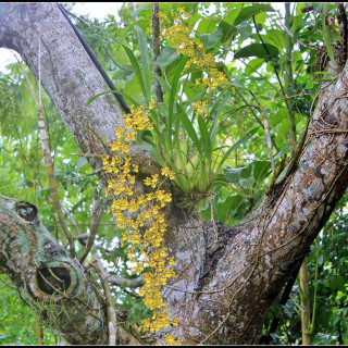Flowers_3_6954191922