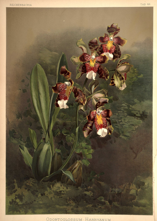 Frederick Sander Reichenbachia II plate 49 (1890) Odontoglossum harryanum