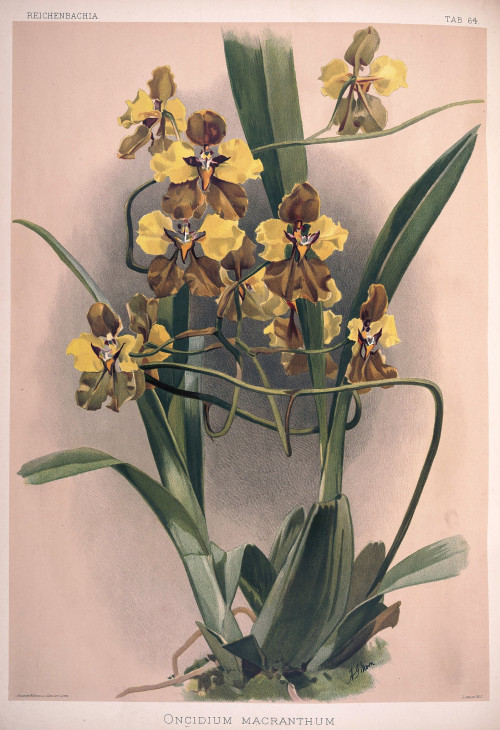 Frederick Sander Reichenbachia II plate 64 (1890) Oncidium macranthum