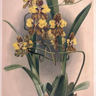 Frederick_Sander_-_Reichenbachia_II_plate_64_1890_-_Oncidium_macranthum