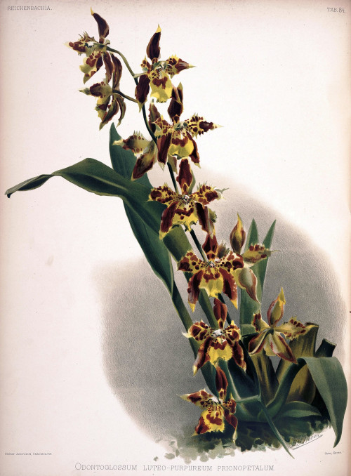 Frederick Sander Reichenbachia II plate 84 (1890) Odontoglossum luteopurpureum prinopetalum