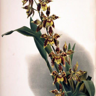 Frederick_Sander_-_Reichenbachia_II_plate_84_1890_-_Odontoglossum_luteopurpureum_prinopetalum