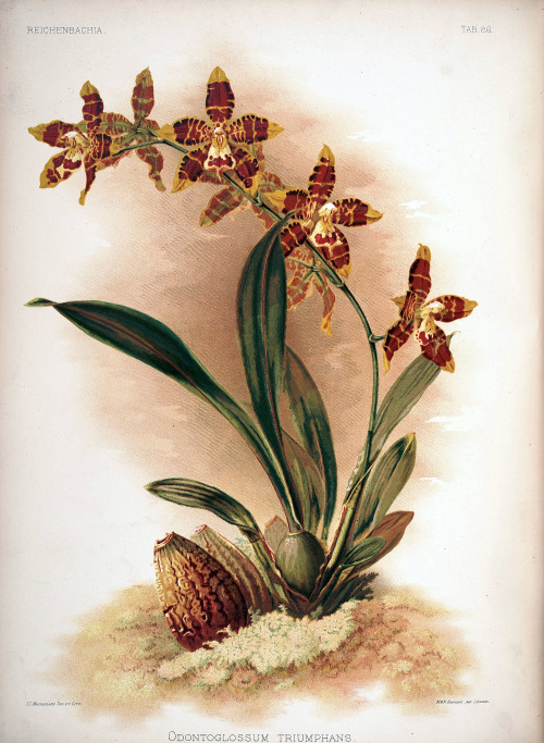 Frederick_Sander_-_Reichenbachia_II_plate_86_1890_-_Odontoglossum_triumphans.jpg