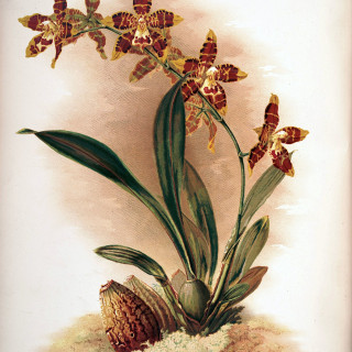 Frederick_Sander_-_Reichenbachia_II_plate_86_1890_-_Odontoglossum_triumphans