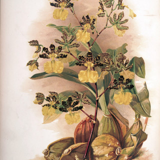 Frederick_Sander_-_Reichenbachia_II_plate_88_1890_-_Oncidium_tigrinum