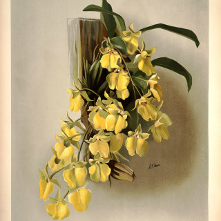 Frederick_Sander_-_Reichenbachia_I_plate_30_1888_-_Oncidium_concolor