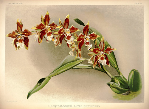 Frederick Sander Reichenbachia I plate 33 (1888) Odontoglossum luteo purpureum