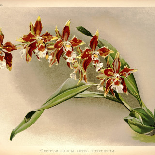 Frederick_Sander_-_Reichenbachia_I_plate_33_1888_-_Odontoglossum_luteo-purpureum