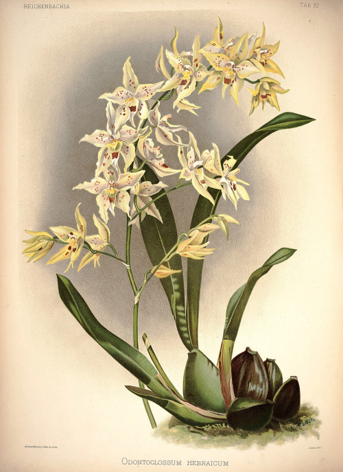 Frederick Sander Reichenbachia I plate 37 (1888) Odontoglossum × hebraicum