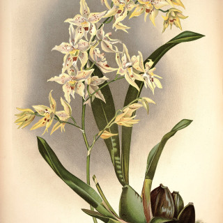 Frederick_Sander_-_Reichenbachia_I_plate_37_1888_-_Odontoglossum__hebraicum