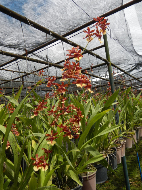 JfUnidentifiedOncidium9898Philippinesfvf 07