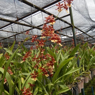 JfUnidentifiedOncidium9898Philippinesfvf_07
