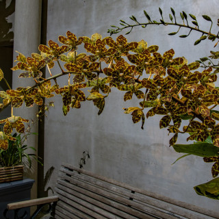 Lots_of_Orchids