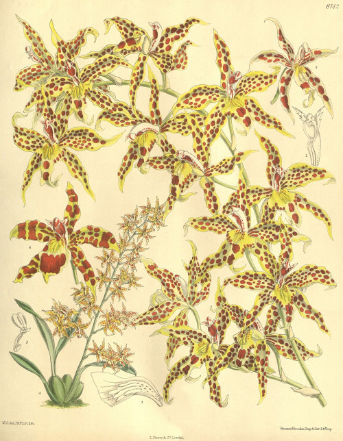 Odontoglossum × leeanum (as Odontoglossum leeanum) Curtis' 133 (Ser. 4 no. 3) pl. 8142 (1907)