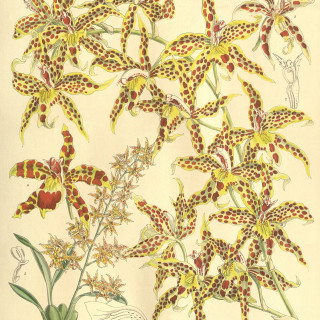 Odontoglossum__leeanum_as_Odontoglossum_leeanum_-_Curtis_133_Ser._4_no._3_pl._8142_1907