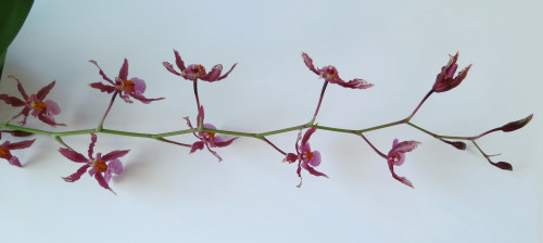 Oncidium 2014 IMG 3515