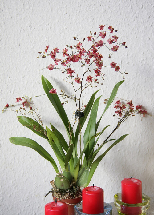 Oncidium Tiny Twinkle rosa (8272621643)