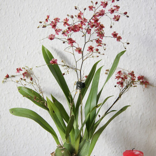 Oncidium__Tiny_Twinkle__rosa_8272621643