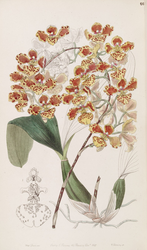 Oncidium_amictum_-_Edwards_vol_33_NS_10_pl_66_1847.jpg