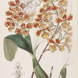 Oncidium_amictum_-_Edwards_vol_33_NS_10_pl_66_1847