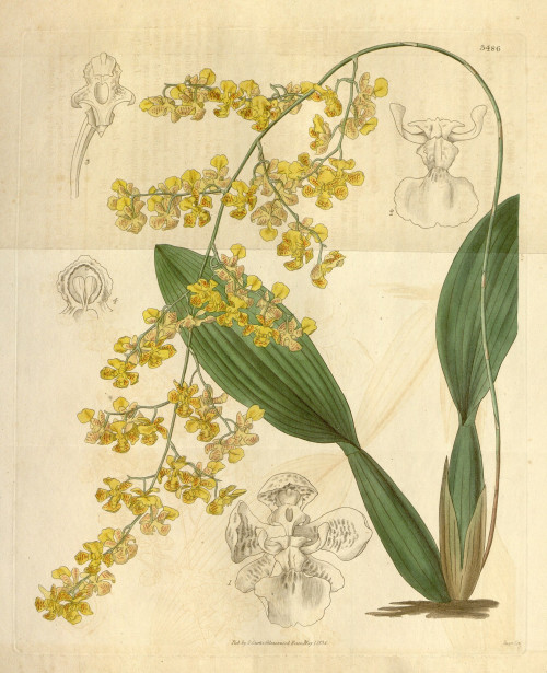 Oncidium_cornigerum.jpg