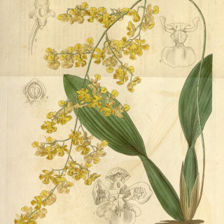Oncidium_cornigerum