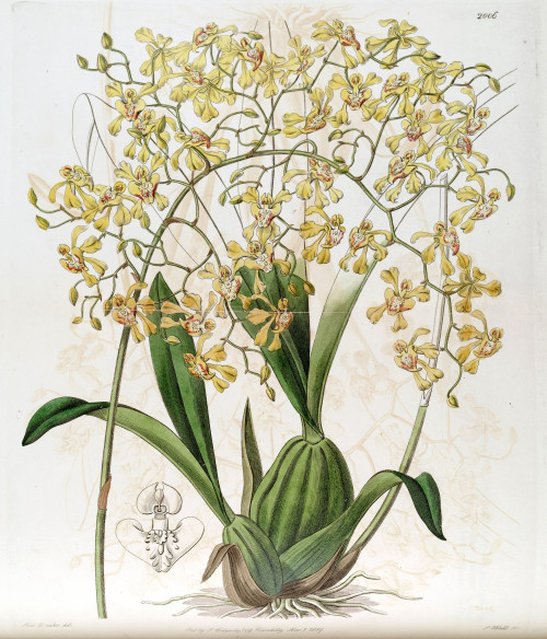Oncidium deltoideum Edwards vol 23 pl 2006 (1837)