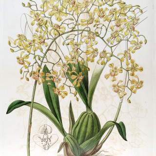 Oncidium_deltoideum_-_Edwards_vol_23_pl_2006_1837