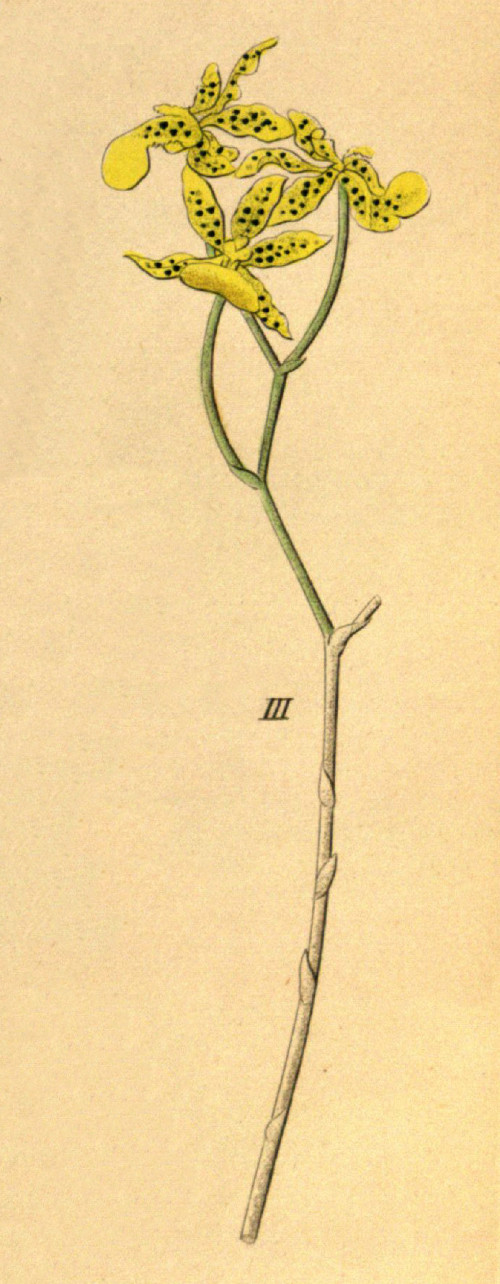Oncidium lentiginosum (as Oncidium pardalis) fig. 3, cutout from Xenia 1 63 (1858)
