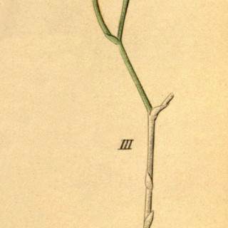Oncidium_lentiginosum_as_Oncidium_pardalis-_fig._3_cutout_from_-Xenia_1-63_1858