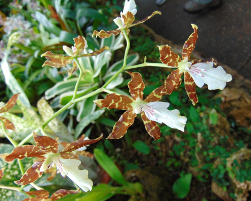Oncidium maculatum Mexico x H & R Phipps Conservatory, Pittsburgh