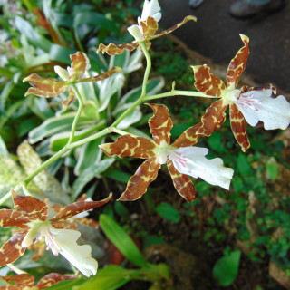Oncidium_maculatum_Mexico_x_HR