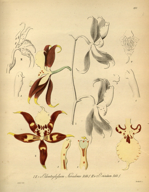 Oncidium nevadense (as Odontoglossum nevadense) Oncidium crinitum (as Odontoglossum crinitum) Xenia 