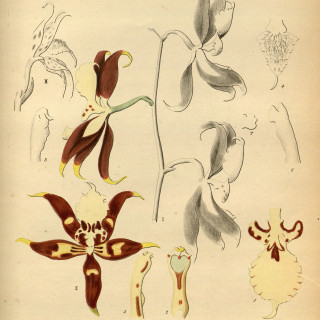Oncidium_nevadense_as_Odontoglossum_nevadense_-_Oncidium_crinitum_as_Odontoglossum_crinitum_-_Xenia_2_pl_191