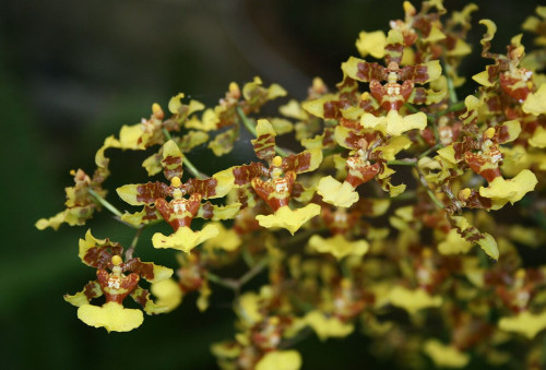 Oncidium polycladium 2