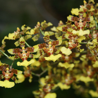 Oncidium_polycladium_2