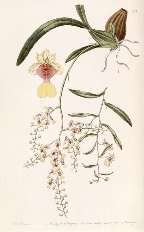 Oncidium raniferum Edwards vol 24 (NS 1) pl 48 (1838)
